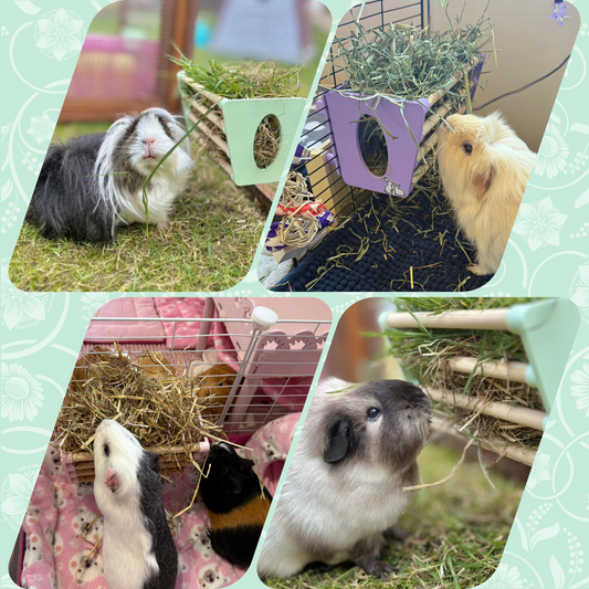 SINGLE Cage Mounted Hay Rack - Pastel Purple - TRADE
