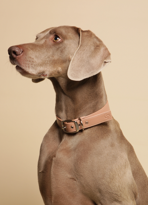 Blush pink vegan apple leather dog collar