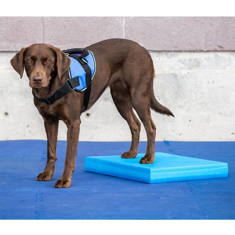 Pet-Specific Balance Ladder Soft Tread