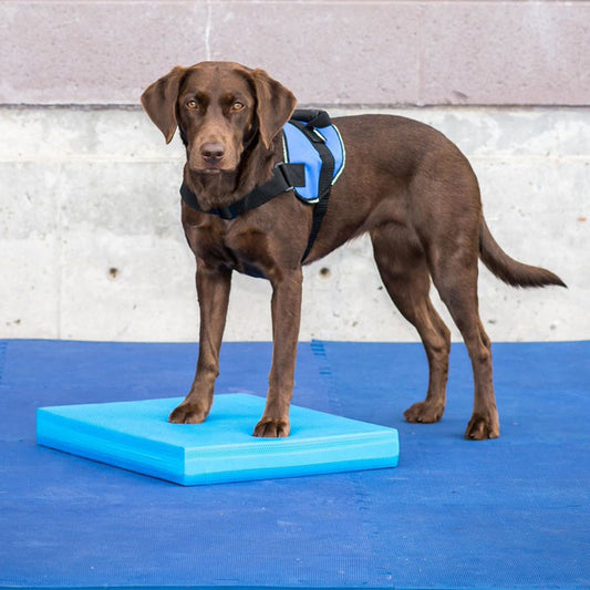 Pet-Specific Balance Ladder Soft Tread